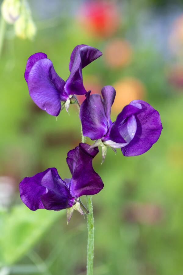 Sweet Pea Top Hat