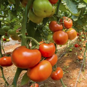 Tomato Cindel F1