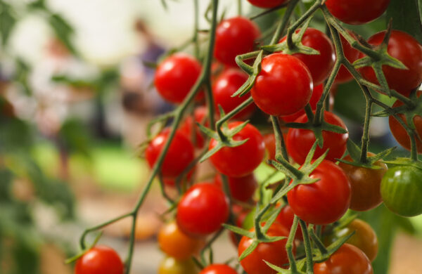 Tomato Crokini F1 Blight Resistant