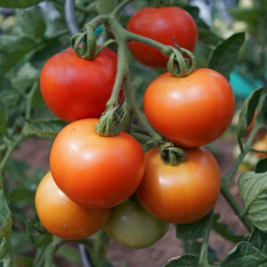 Tomato Fantasio F1 Blight Resistant
