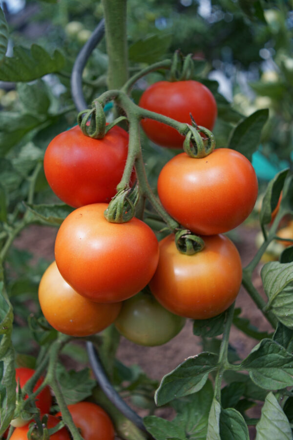 Tomato Fantasio F1 Blight Resistant