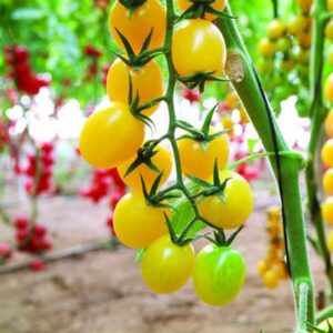 Tomato Limoncito F1
