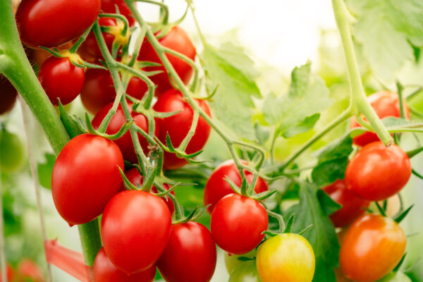 TOMATO RIELSING F1 - 10 SEEDS