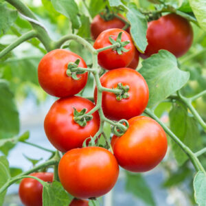 Tomato Sparta F1