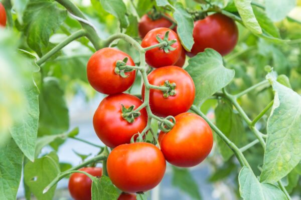 Tomato Sparta F1