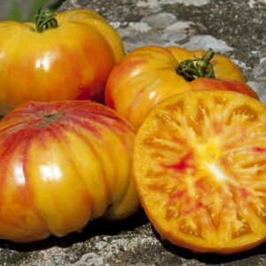 Tomato Buffalosun F1  Blight Resistant