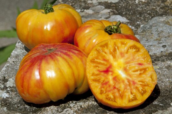 Tomato Buffalosun F1  Blight Resistant