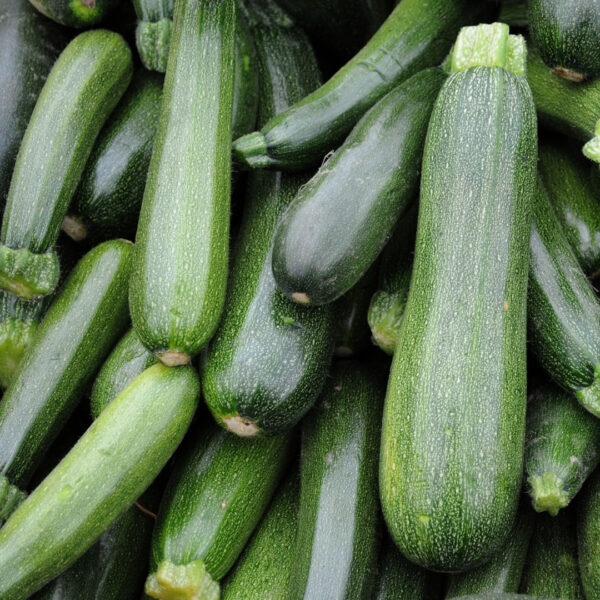 Organic Italian Courgette Verde Di Milano