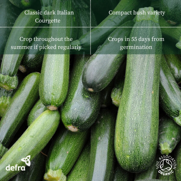 Organic Italian Courgette Verde Di Milano - Image 2