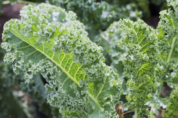 Organic Kale Vates Blue Curled - Image 2