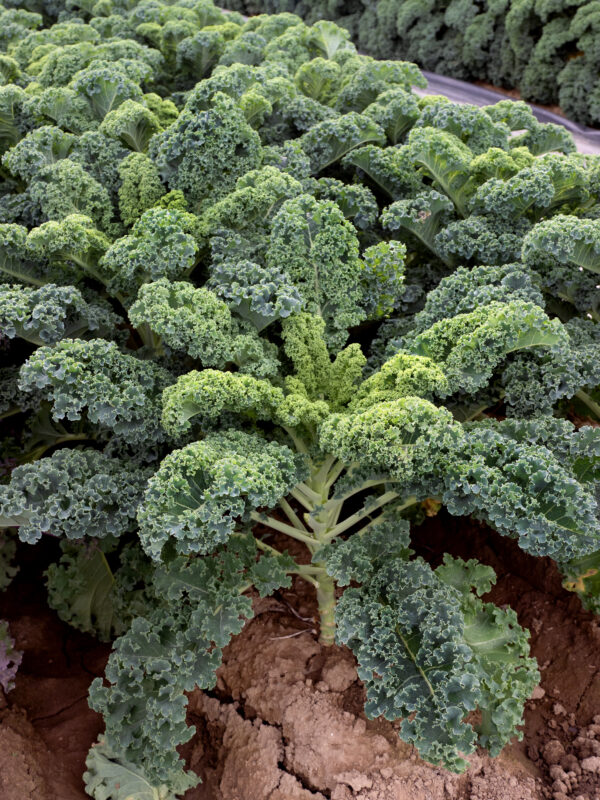 Organic Kale Vates Blue Curled - Image 3