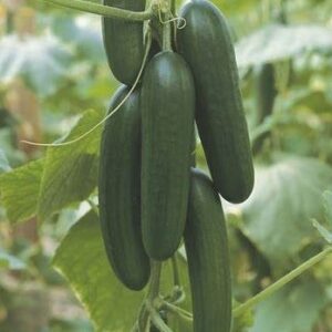 Cucumber Picolino F1