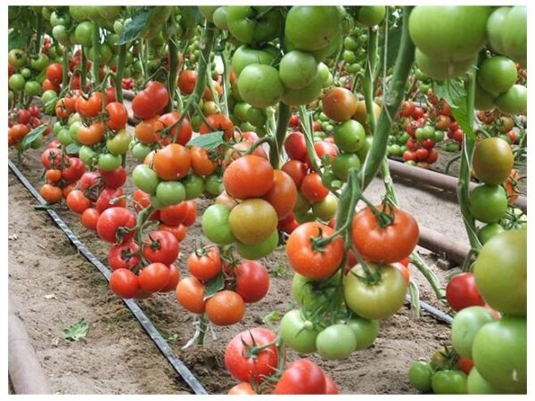 Organic Tomato Cindel F1 - Image 2