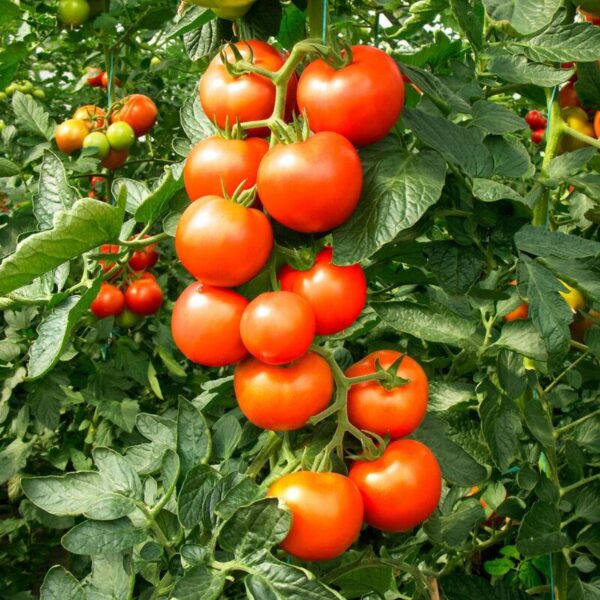 Tomato Fantasio F1 Blight Resistant - Image 2