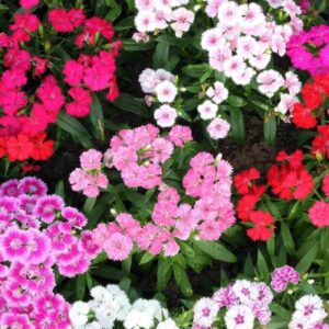 Sweet William Summertime Mix