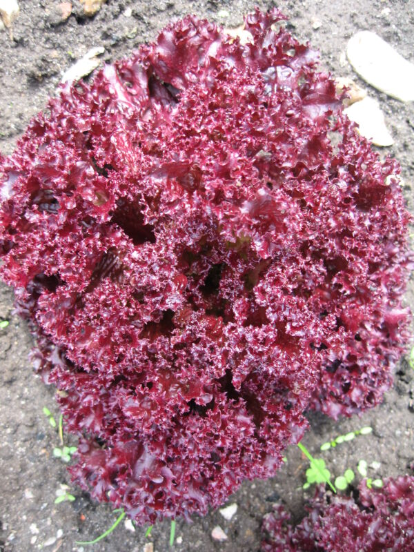Organic Lettuce Lolla Rossa - Image 2