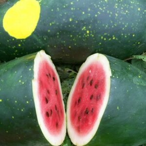 Watermelon Moon & Stars