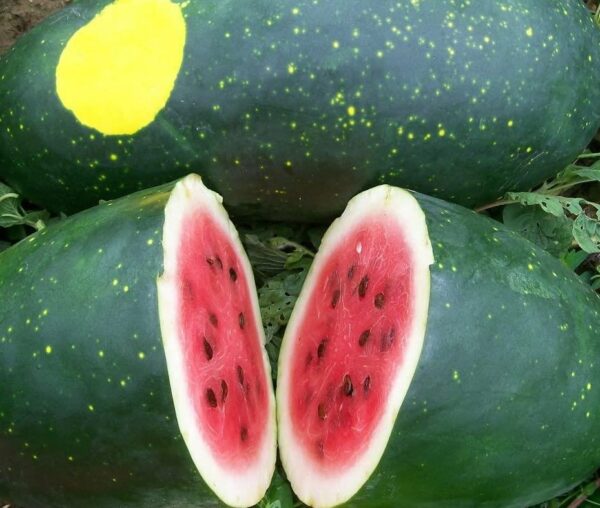 Watermelon Moon & Stars