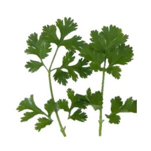 Herb Lemon Coriander (for germination)