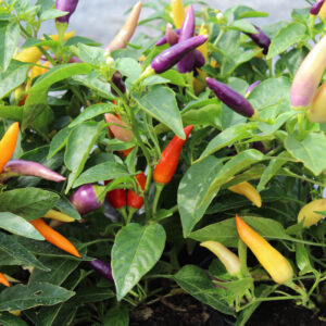 Dwarf Pepper Hot Jazz