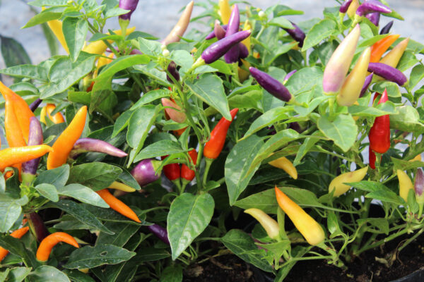 Dwarf Pepper Hot Jazz