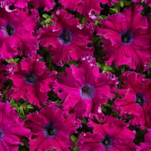 Petunia Fimbriata - Aphrodite F1 Purple Pellets 