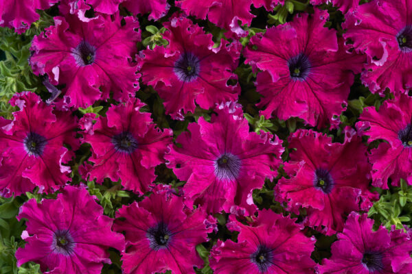 Petunia Fimbriata - Aphrodite F1 Purple Pellets 