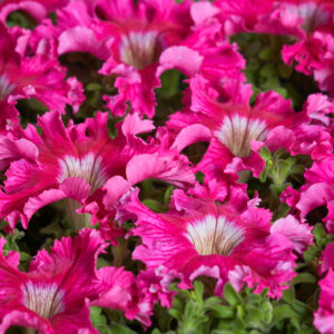 Petunia Fimbriata - Aphrodite F1 Rosy Pellets