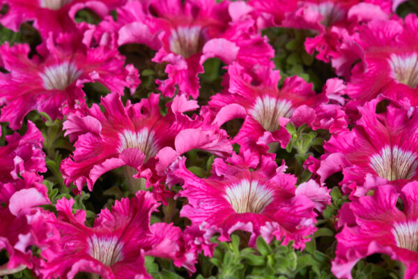 Petunia Fimbriata - Aphrodite F1 Rosy Pellets