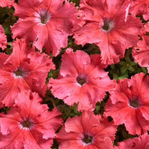 Petunia Fimbriata - Aphrodite F1 Salmon Pellets