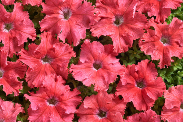 Petunia Fimbriata - Aphrodite F1 Salmon Pellets