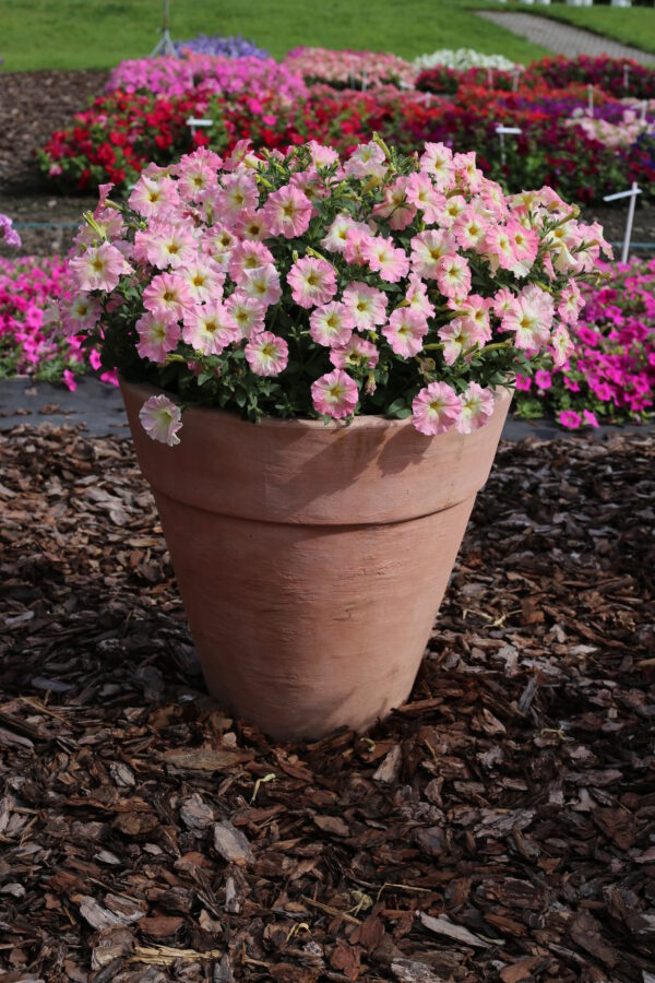 Petunia Nana - Alenka F1 Pellets - Image 4
