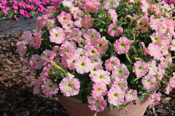 Petunia Nana - Alenka F1 Pellets - Image 3