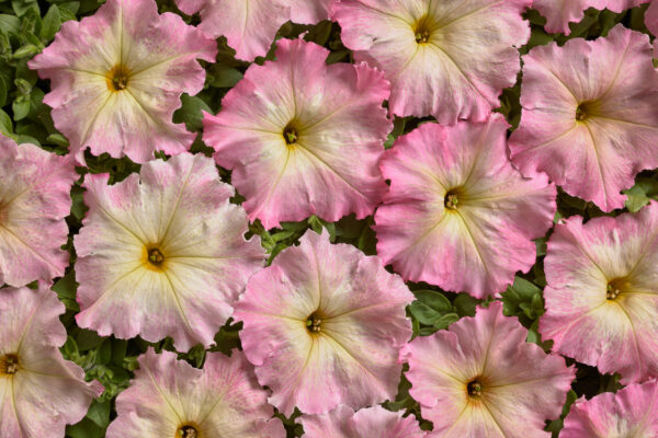 Petunia Nana - Alenka F1 Pellets - Image 2