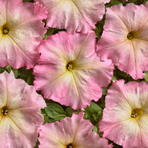 Petunia Nana - Alenka F1 Pellets