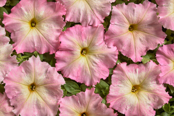 Petunia Nana - Alenka F1 Pellets