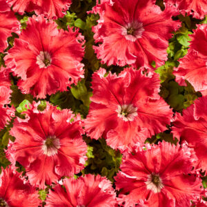 Petunia Fimbriata - Aphrodite F1 Red Pellets 