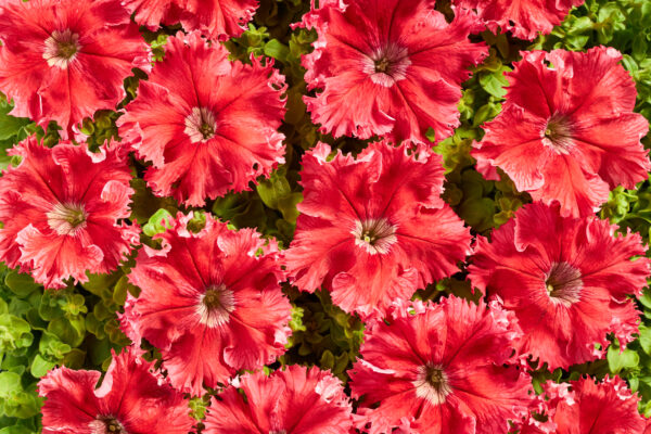 Petunia Fimbriata - Aphrodite F1 Red Pellets 