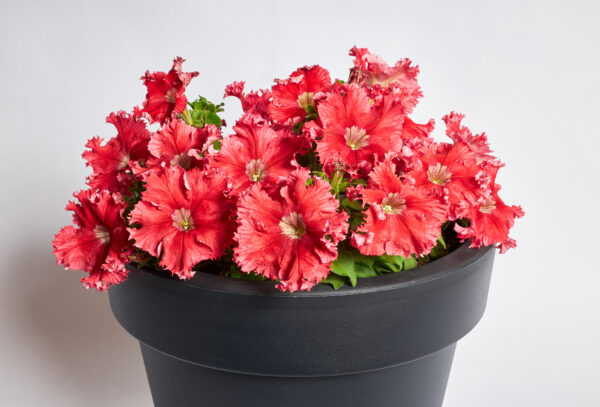 Petunia Fimbriata - Aphrodite F1 Red Pellets  - Image 3
