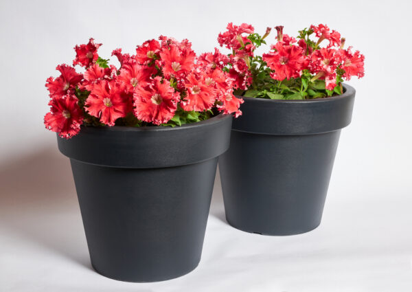 Petunia Fimbriata - Aphrodite F1 Red Pellets  - Image 4