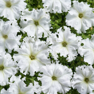 Petunia Fimbriata - Aphrodite F1 White Pellets 