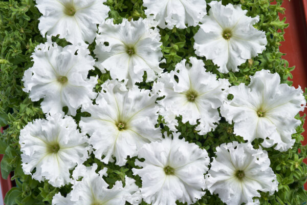 Petunia Fimbriata - Aphrodite F1 White Pellets 
