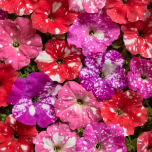 Petunia Nana - Dot Star F1 Mix Pellets