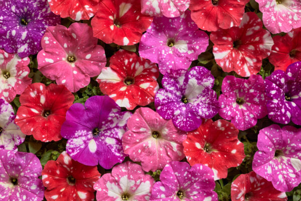 Petunia Nana - Dot Star F1 Mix Pellets