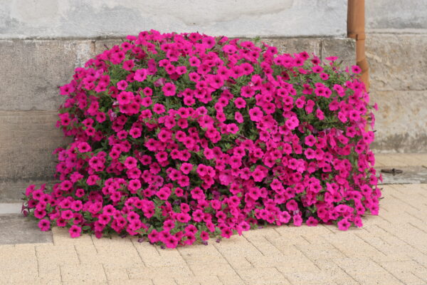 Trailing Petunia Velvet F1 Purple Pellets - Image 2