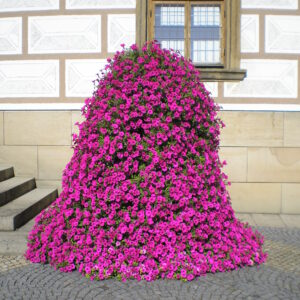 Trailing Petunia Velvet F1 Purple Pellets