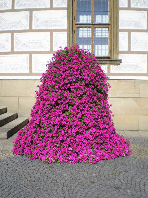 Trailing Petunia Velvet F1 Purple Pellets