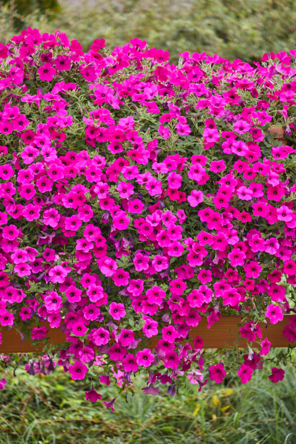 Trailing Petunia Velvet F1 Purple Pellets - Image 3