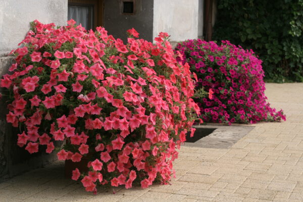Trailing Petunia Velvet F1 Salmon Shades Pellets - Image 2