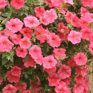 Trailing Petunia Velvet F1 Salmon Shades Pellets